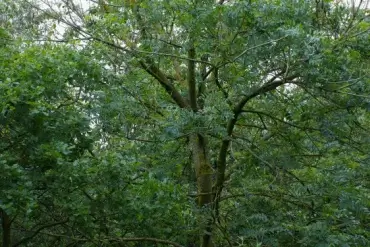 Ash tree with dieback disease. 