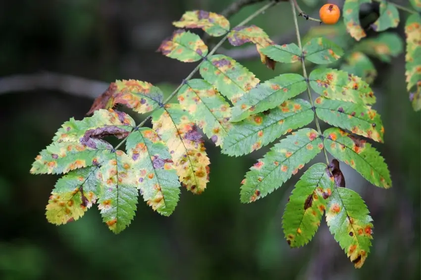 Tree leaves showing signs of rust diease.