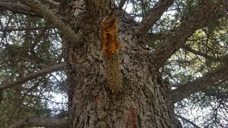 Dry cytospora canker on a spruce tree branch.