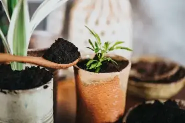Coffee grounds being added to indoor plants.