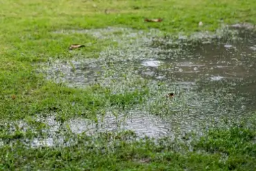 Water puddles on lawn with poor drainage.