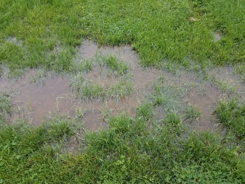 Water puddles on grass from compacted soil.