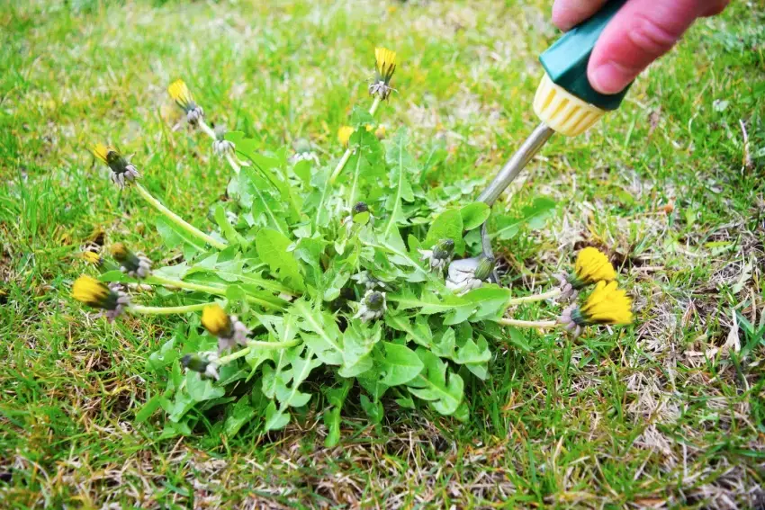 Landscaper using tool to pull out dandelions.