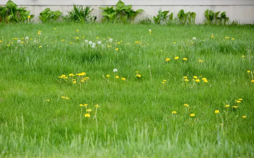 Overgrown lawn with dandelion weeds.