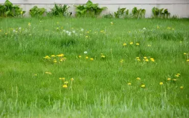 Overgrown lawn with dandelion weeds.