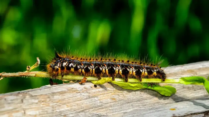 Forest tent caterpillar on a tree branch.