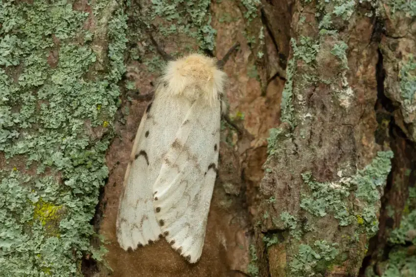 Gypsy moth on a tree trunk.