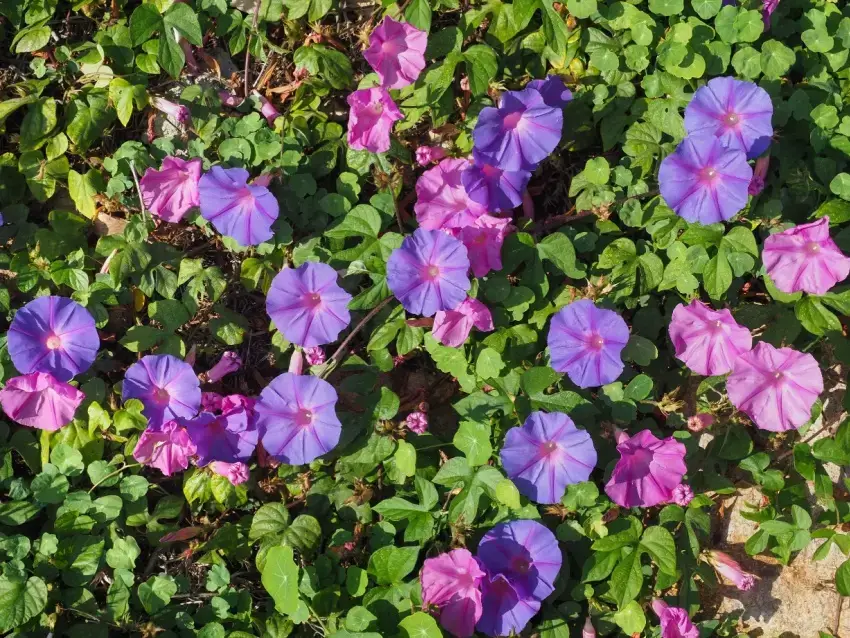 Blue and purple flowers on morning glory weeds.