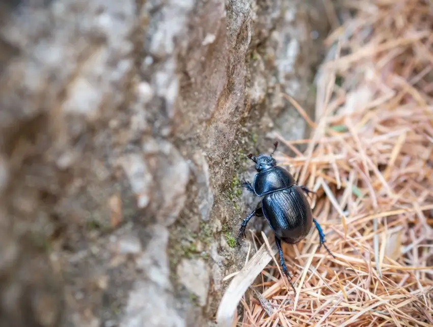 Pine beetle on a tree trunk.