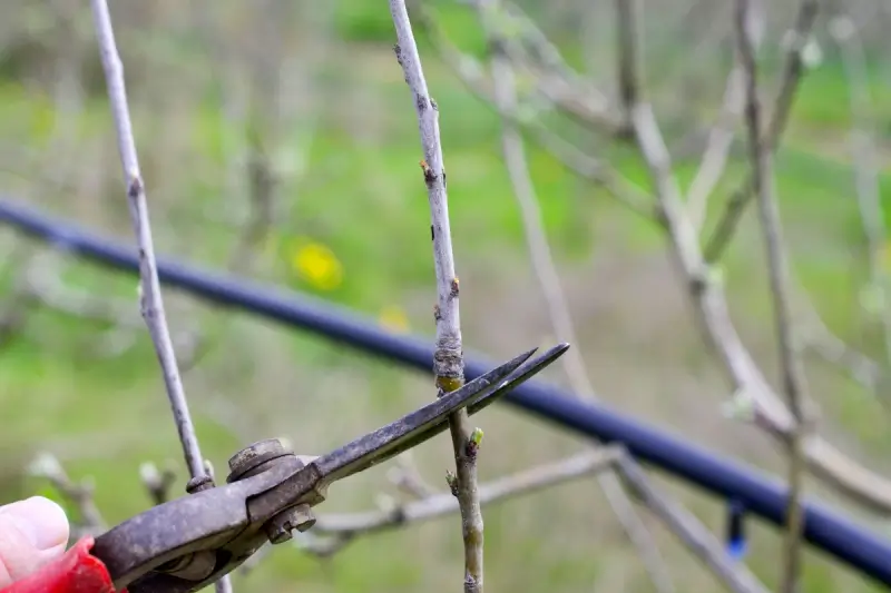 Pruning twig with powdery mildew on a fruit tree.