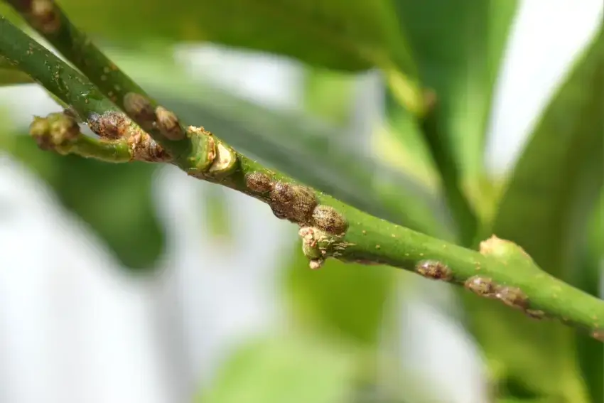 Scale insects on a tree branch.