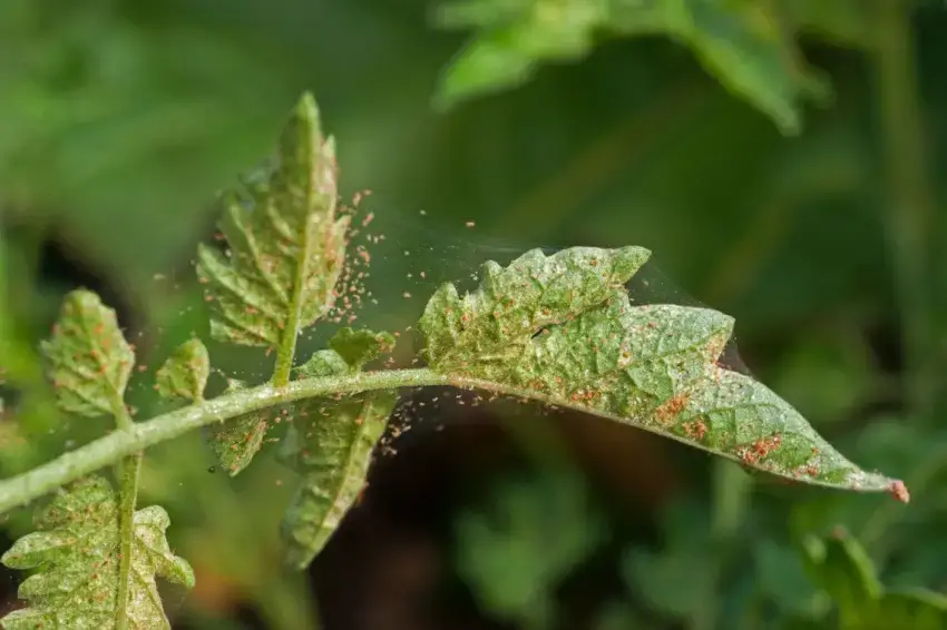 Spider mite infestation on a tree leaf.