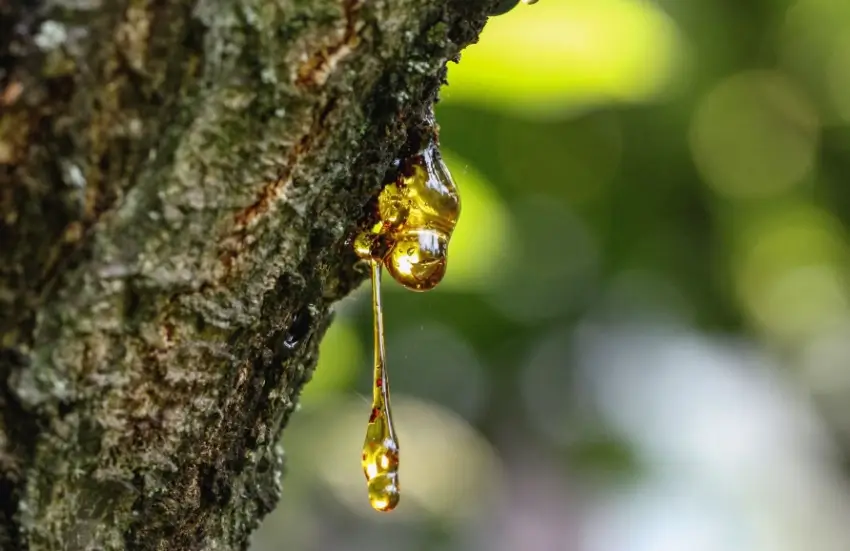 Tree trunk leaking sap.