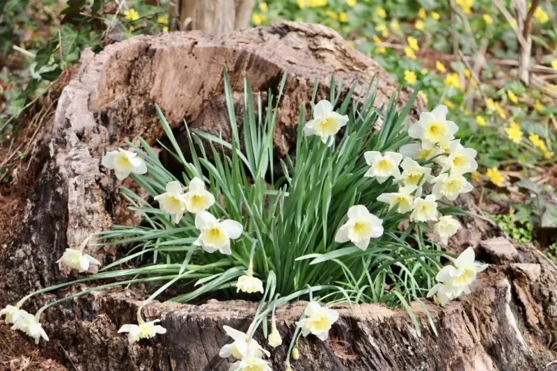 White daffodils growing out of a hollowed out tree stump in a yard.