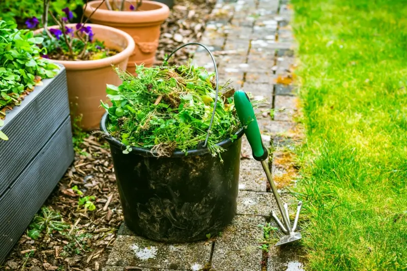 Bucked full of hand pulled weeds next to a garden tool.