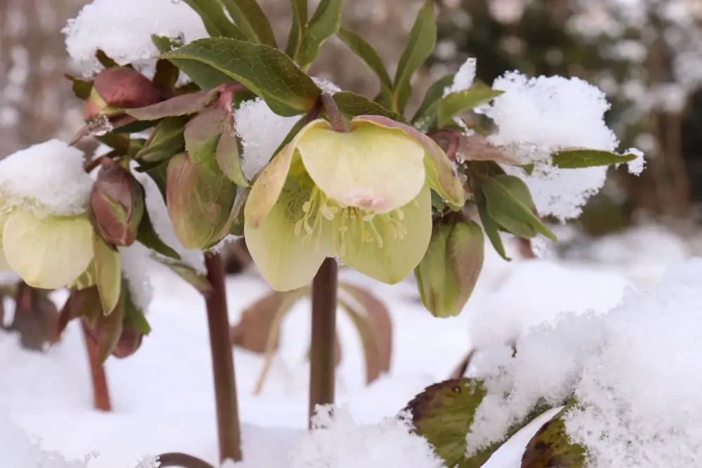 Hellebore flowers in the snow.