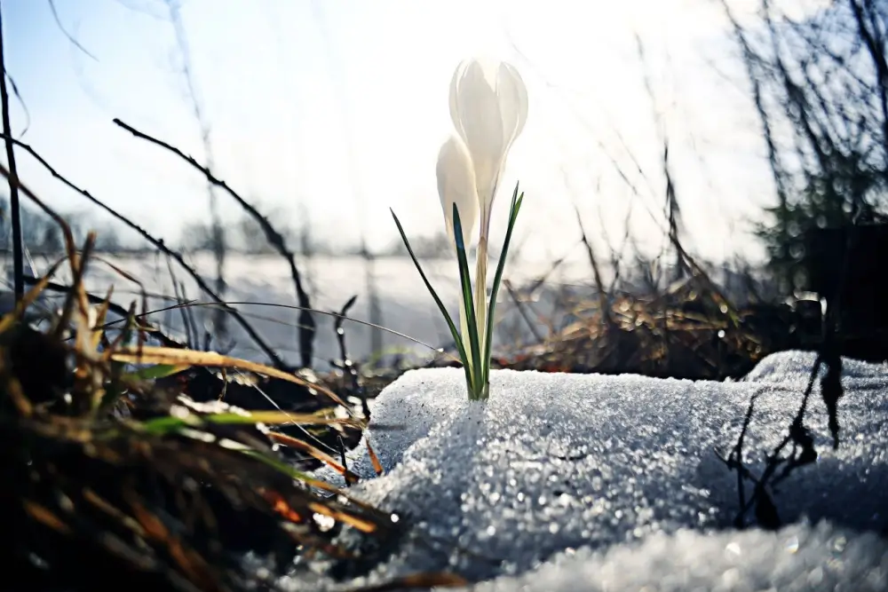 Snowdrop flower blooming in the snow.