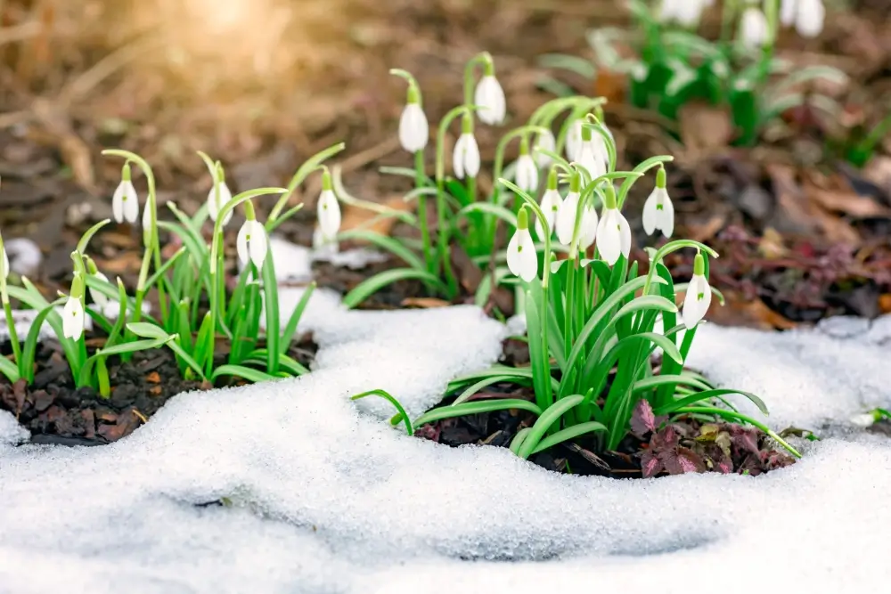 Snowdrop flowers in the winter.