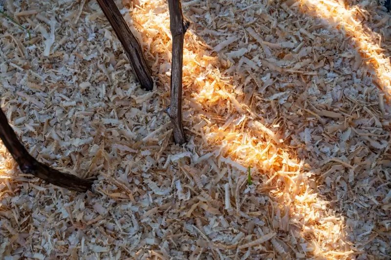 Vine roots covered in sawdust mulch.