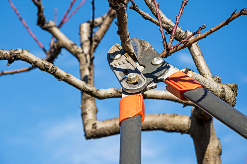 Landscaper using pruning tool to remove branches from a fruit tree.