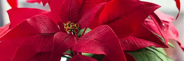 Red poinsettia petals.