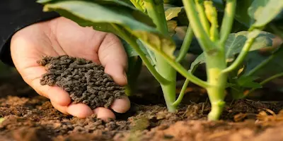 hand holding dirt by plants