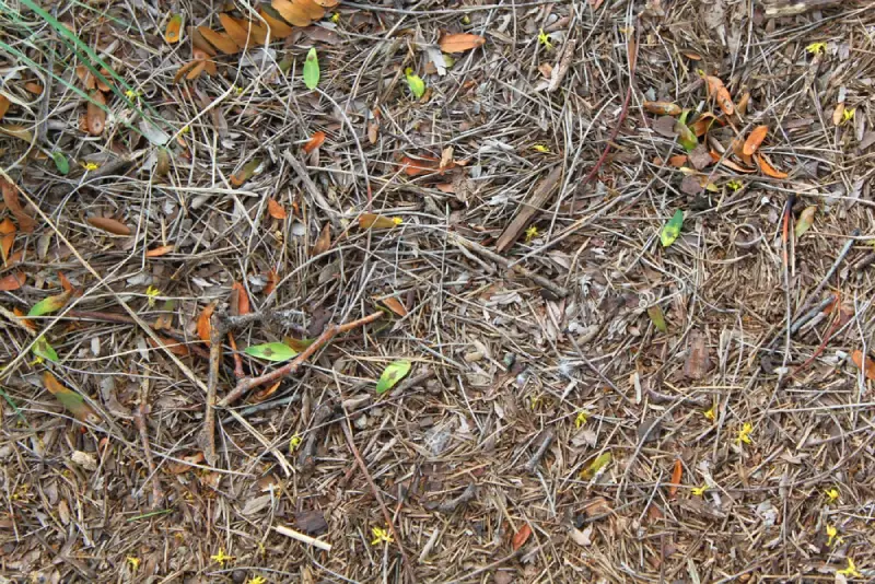 Pine needle mulch