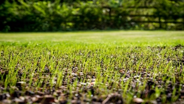 Grass seed growing