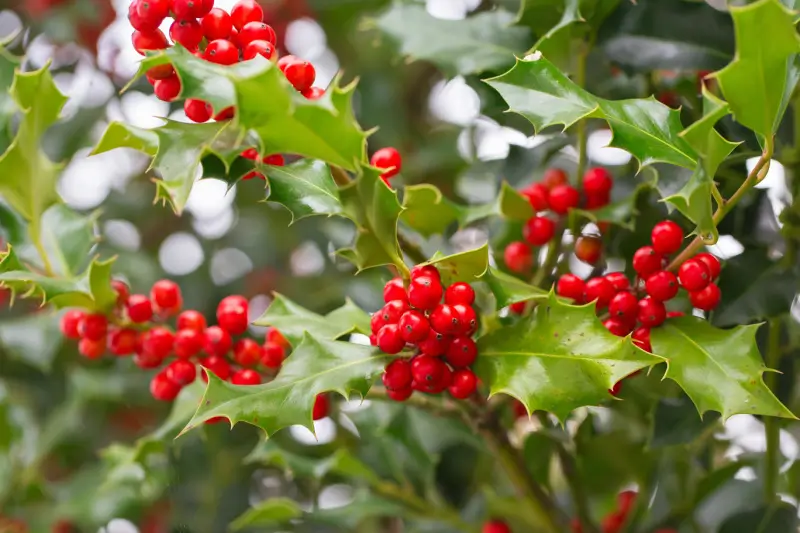 Holly bush in the winter.