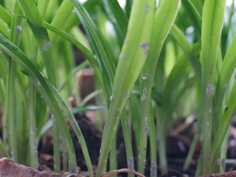 Mealybugs on blades of grass