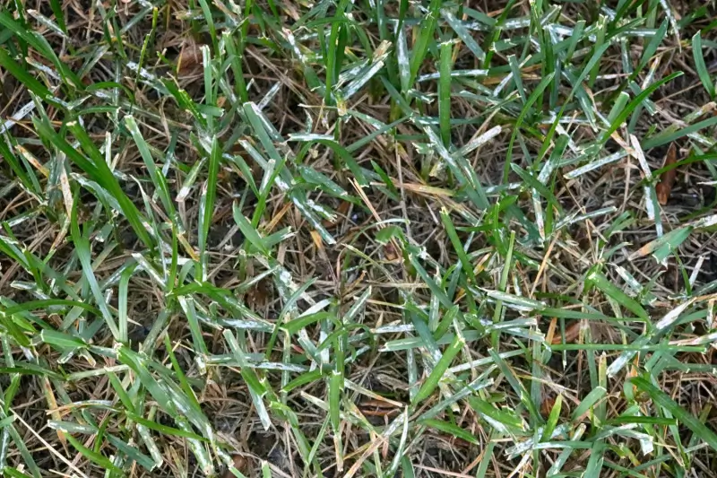 Grass lawn infected with powdery mildew.