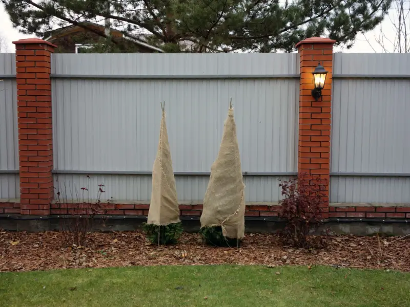 Trees wrapped in burlap for winter.