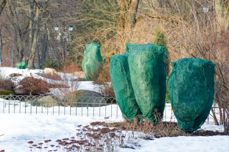 Shrubs wrapped in tree wrap for winter weather.