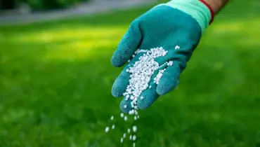 A gloved hand scattering granular fertilizer over a green, healthy lawn.