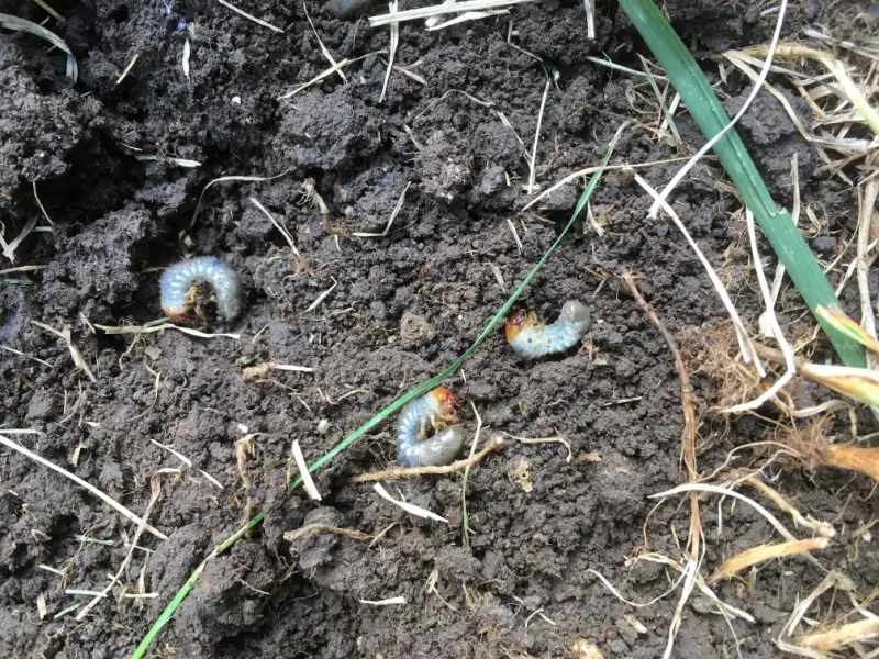 White grubs in soil