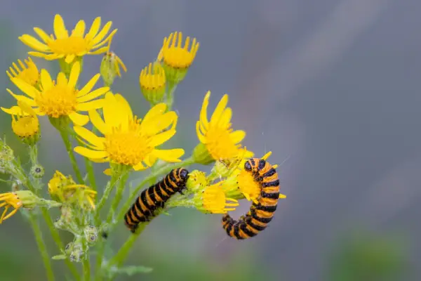 Caterpillars on yellow flowers.