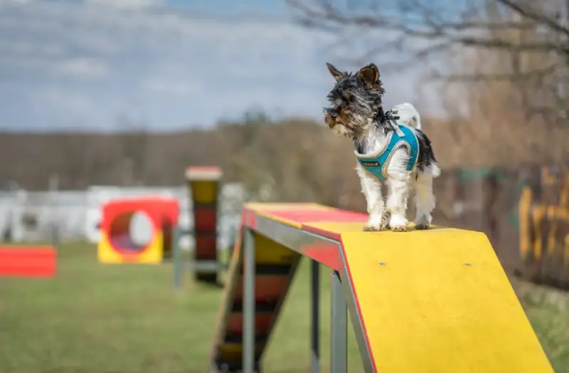 Dog on play area in backyard.