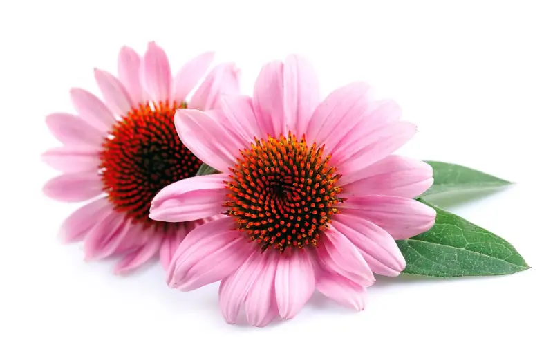 Echinacea flowers