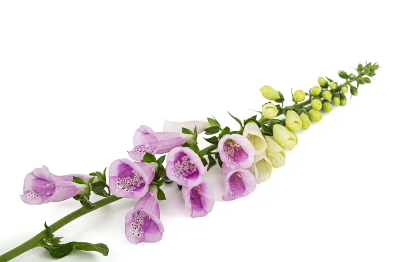 Foxglove flowers