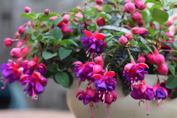 Fuchsia flowers.