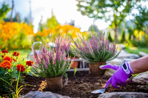 Landscaper planting flowers