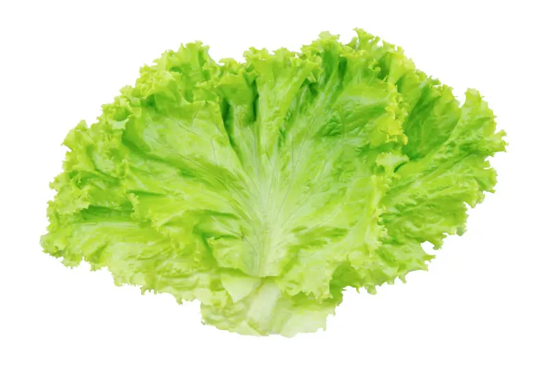 Lettuce