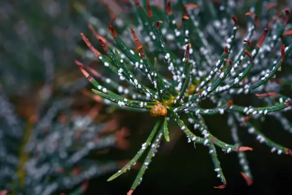 Needles on a pine tree with disease from insects.