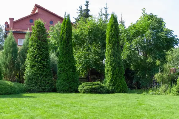 Pine trees in the backyard of a building.