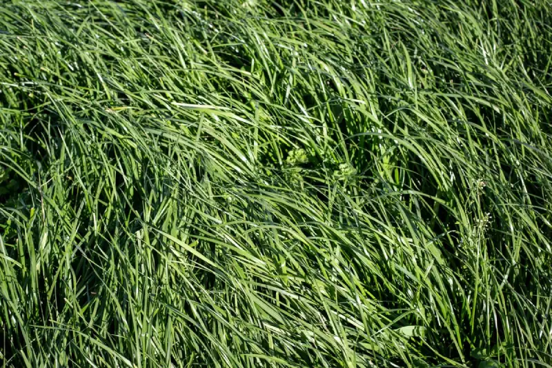 Tall Fescue Grass