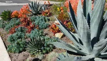 Collection of drought tolerant plants in front yard of a residential home.