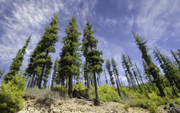 Douglas Fir Trees