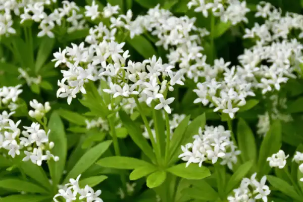 Sweet woodruff ground cover.