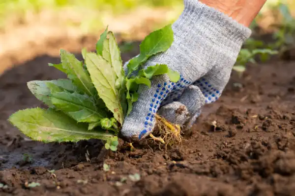 Gloved hand removing weed from soil.