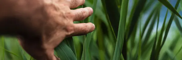 Person touching ornamental grass